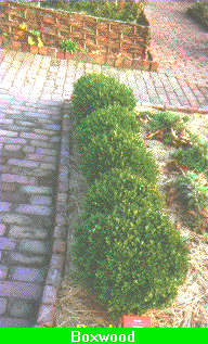 Picture of Boxwood