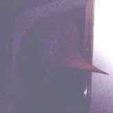 travis6.jpg (2058 bytes)